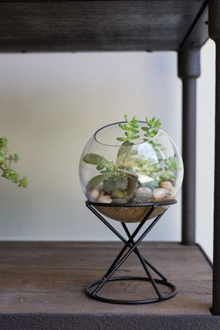 Small Glass Globe Succulent Plant Terrarium on Modern Chic Metal Base