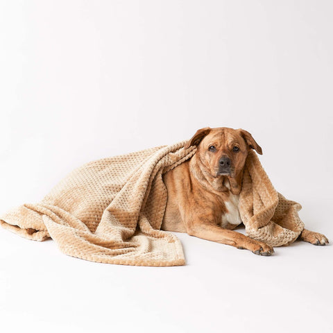 Microfiber Plush Pet Blanket | Polyester | Beige | 36 x 54