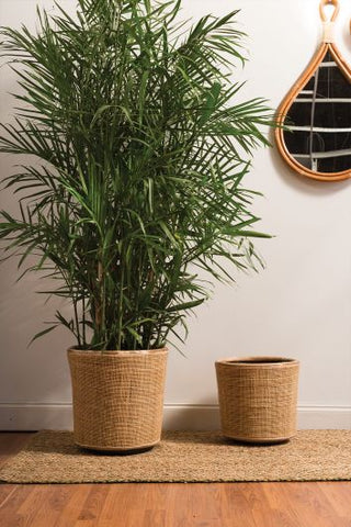 Serrano Plant Pot Wood Natural Fiber Woven Indoor Plants & Trees