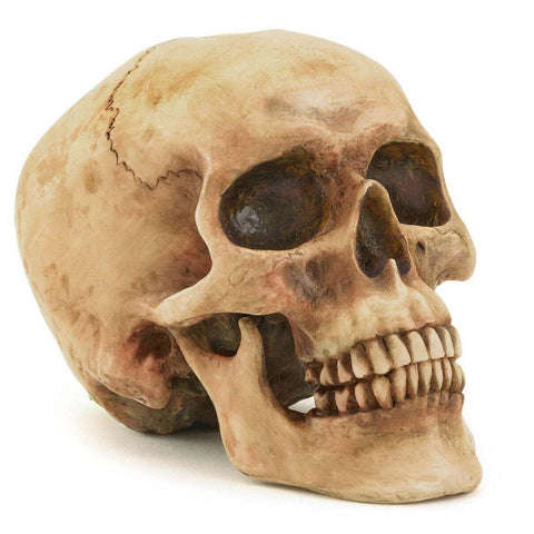 Grinning Skull Angry Pirate Figurine Scary Halloween Decorations